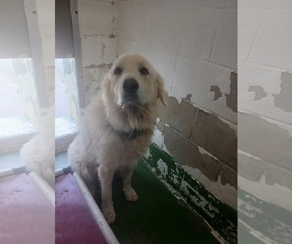 Medium Photo #4 Great Pyrenees Puppy For Sale in Rustburg, VA, USA
