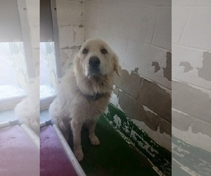 Pat- At shelter available 9/29 - Female Great Pyrenees Dog for Adoption - Photo #4