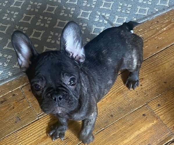 Medium Photo #7 French Bulldog Puppy For Sale in NORRIS CITY, IL, USA