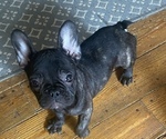 Small Photo #7 French Bulldog Puppy For Sale in NORRIS CITY, IL, USA
