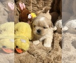 Small Photo #1 Shih Tzu Puppy For Sale in MILTON, FL, USA