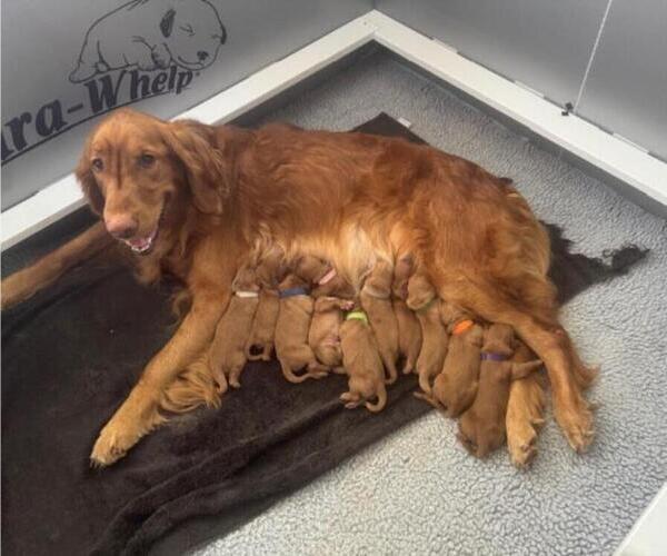 Medium Photo #2 Golden Retriever Puppy For Sale in AUMSVILLE, OR, USA