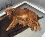 Small #1 Golden Retriever