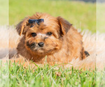Small #2 Yorkipoo