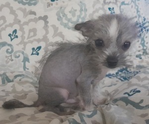 Shih Tzu-Xoloitzcuintli (Mexican Hairless) Mix Puppy for sale in COLVILLE, WA, USA