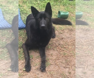Mother of the German Shepherd Dog puppies born on 07/31/2025