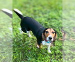 Small #4 Beagle