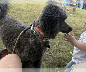 Sterling - Male Poodle (Standard)-Unknown Mix Dog for Adoption - Photo #3