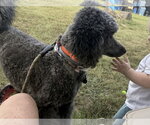 Small Photo #3 Poodle (Standard)-Unknown Mix Puppy For Sale in Westwood, NJ, USA