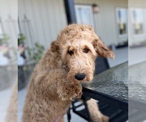 Irish Doodle Puppy for sale in DUNDEE, OH, USA