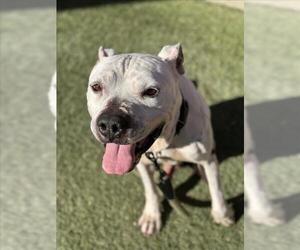 Mutt Dogs for adoption in Las Vegas, NV, USA