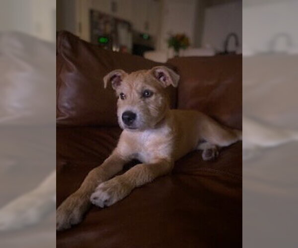 Medium Photo #3 Border Terrier-Labrador Retriever Mix Puppy For Sale in Lakewood, CO, USA