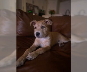 Sadie aka Lucy - Female Border Terrier-Labrador Retriever Mix Dog for Adoption - Photo #3