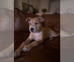 Small Photo #3 Border Terrier-Labrador Retriever Mix Puppy For Sale in Lakewood, CO, USA