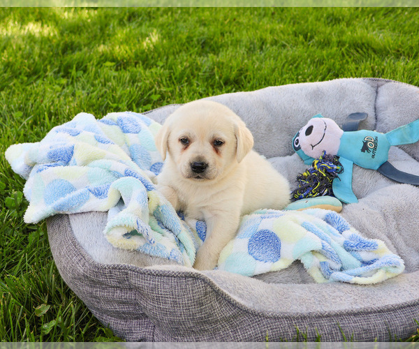 Medium Photo #2 Labrador Retriever Puppy For Sale in SYRACUSE, IN, USA