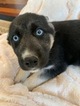 Small Photo #4 German Shepherd Dog-Siberian Husky Mix Puppy For Sale in HARRISON, AR, USA