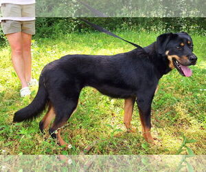 Mutt Dogs for adoption in Wetumpka, AL, USA