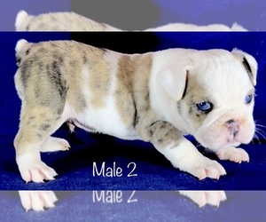 English Bulldog Puppy for sale in LEMOORE, CA, USA