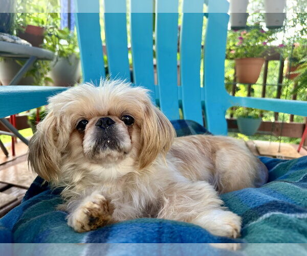 Medium Photo #4 Shinese Puppy For Sale in Pacolet, SC, USA