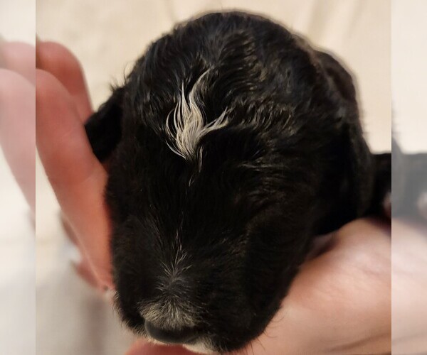 Medium Photo #2 F2 Aussiedoodle Puppy For Sale in COLUMBIA, TN, USA