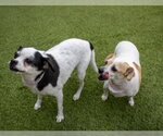 Small Photo #3 Chug Puppy For Sale in Amarillo, TX, USA