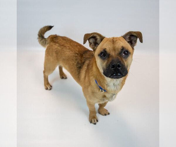 Medium Photo #4 Pug-Unknown Mix Puppy For Sale in Kennesaw, GA, USA