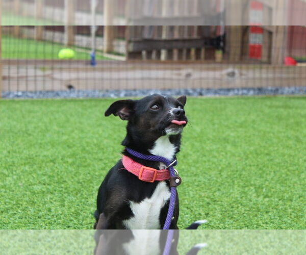 Medium Photo #3 Chihuahua-Unknown Mix Puppy For Sale in Chestertown, MD, USA