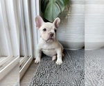 Small #9 French Bulldog