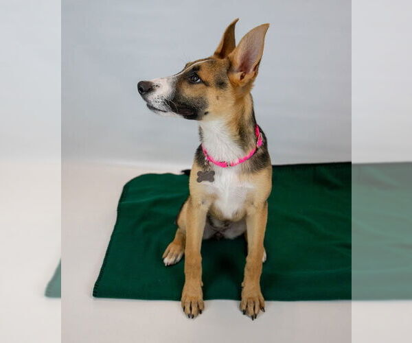 Medium Photo #3 Mutt Puppy For Sale in Kennesaw, GA, USA