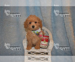 Small #9 Poodle (Toy)