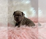 Small Photo #2 French Bulldog Puppy For Sale in OJAI, CA, USA