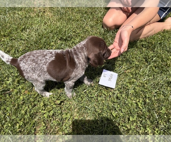 Medium Photo #6 German Shorthaired Pointer Puppy For Sale in BATESVILLE, IN, USA