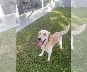 Golden Retriever Puppy for sale in MIAMI, FL, USA