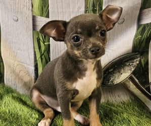 Chihuahua Puppy for sale in HOMERVILLE, GA, USA