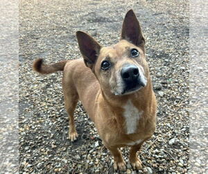 Harvey - Male Rat Terrier-Unknown Mix Dog for Adoption - Photo #4