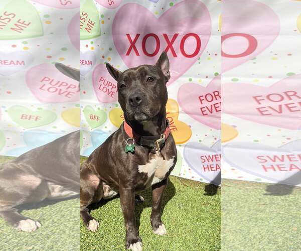 Medium Photo #6 Mutt Puppy For Sale in Pompano Beach , FL, USA