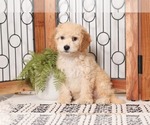 Small Photo #1 Cavapoo Puppy For Sale in NAPLES, FL, USA