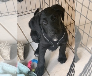 Labradoodle Puppy for sale in MURPHY, TX, USA