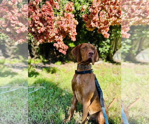 Medium Photo #1 Vizsla Puppy For Sale in Sanford, FL, USA