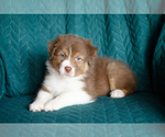 Small #3 Australian Shepherd