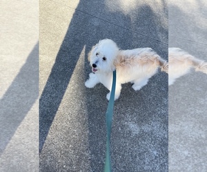 Goldendoodle-Poodle (Miniature) Mix Puppy for sale in ALBANY, OR, USA