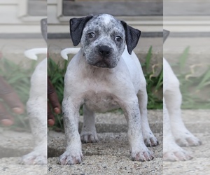 American Bully Puppy for sale in CHAMPAIGN, IL, USA