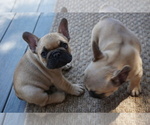 Small Photo #7 French Bulldog Puppy For Sale in LOUISVILLE, CO, USA