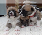 Small Photo #113 Pembroke Welsh Corgi Puppy For Sale in SOULSBYVILLE, CA, USA