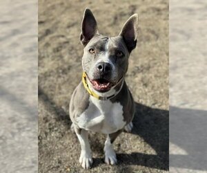 American Pit Bull Terrier Dogs for adoption in Sacramento, CA, USA