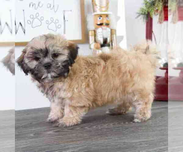 Medium Photo #2 Zuchon Puppy For Sale in RED LION, PA, USA