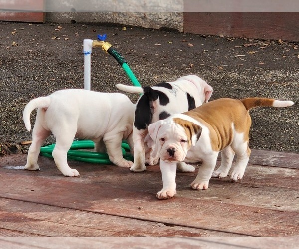 Medium Photo #5 American Bulldog Puppy For Sale in SANTA ANA, CA, USA