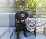 Small #1 Miniature Labradoodle