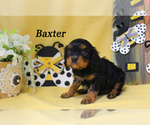 Small Photo #3 Cavalier King Charles Spaniel Puppy For Sale in CHANUTE, KS, USA