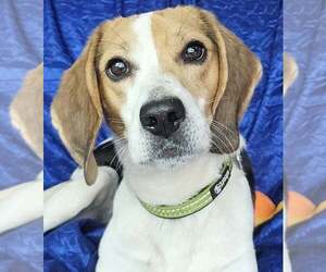 Beagle Dogs for adoption in Cuba, NY, USA